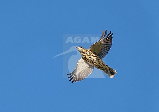Mistle Thrush (Turdus viscivorus) on migration flying against a blue sky showing underside and wings fully spread stock-image by Agami/Ran Schols,