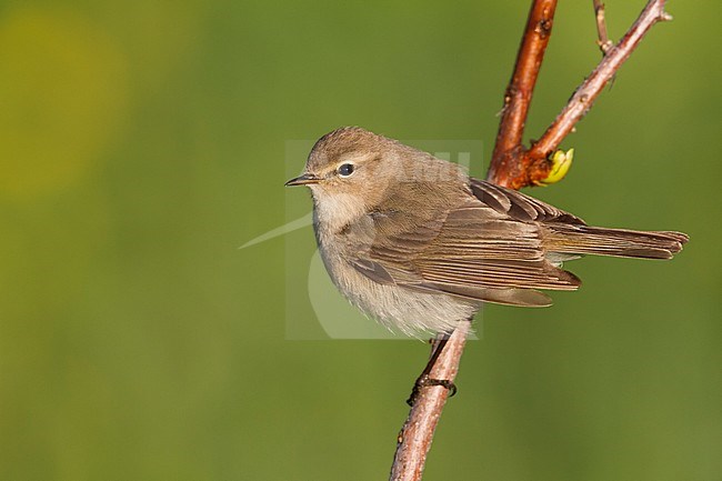 Siberian Chiffchaff - Taigazilpzalp - Phylloscopus (collybita) tristis, Kazakhstan stock-image by Agami/Ralph Martin,