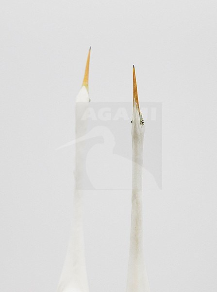 Twee Grote Zilverreigers in dreighouding; Two Great Egrets stock-image by Agami/Markus Varesvuo,