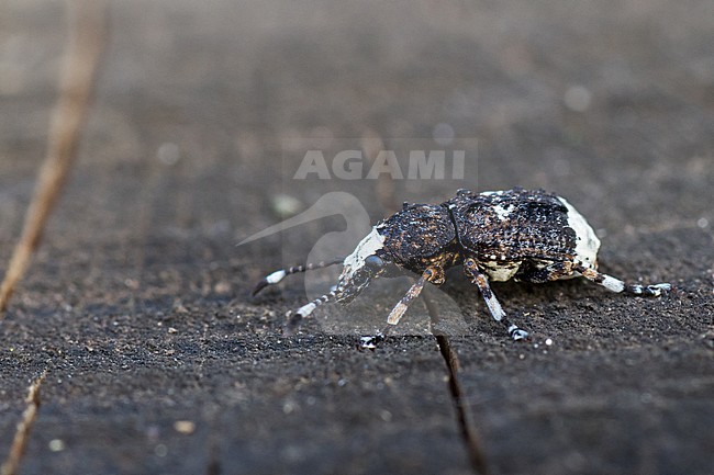 Anthribus albinus - Weißfleckiger Maulkäfer, Germany (Baden-Württemberg), imago stock-image by Agami/Ralph Martin,
