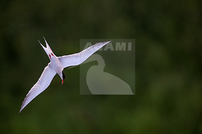 Adult Common Tern (Sterna hirundo) diving, stooping for fish, in a freshwater lake in the Netherlands. stock-image by Agami/Ran Schols,