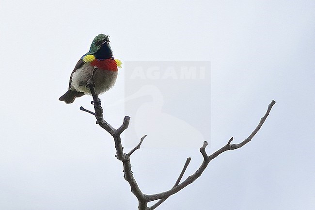 Eastern Miombo Sunbird (Cinnyris manoensis) male perched in Tanzania. stock-image by Agami/Dubi Shapiro,