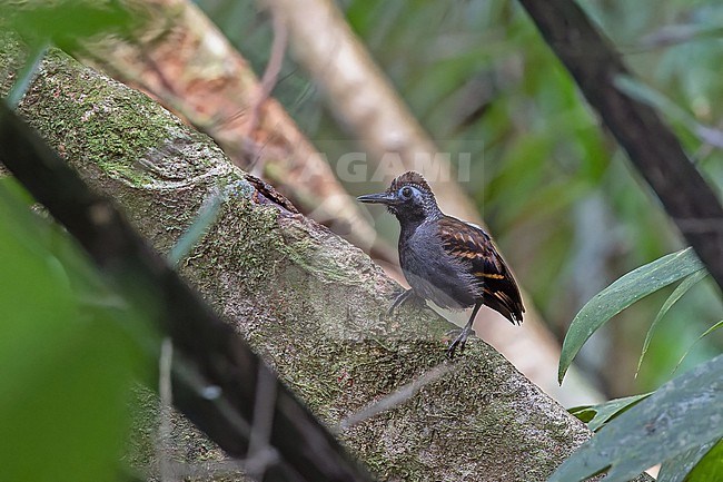 Stunning Wing-banded Antbird (Myrmornis torquata) in Panama. stock-image by Agami/Pete Morris,