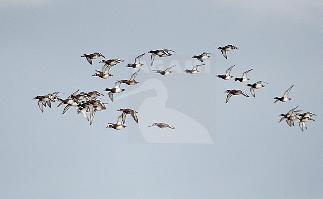 Groep Toppers in vlucht; Group of Greater Scaup in flight stock-image by Agami/Markus Varesvuo,