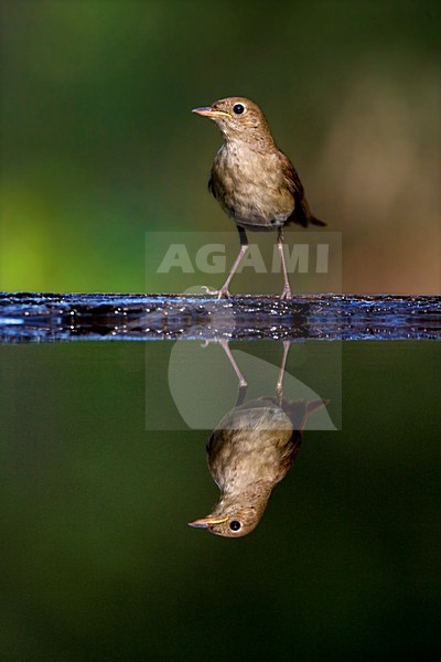 Nachtegaal staand bij de waterkant; Common Nightingale standing at water edge stock-image by Agami/Marc Guyt,