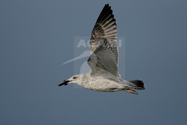 Zilvermeeuw in vlucht met voedsel, Herring Gull in flight with food stock-image by Agami/Menno van Duijn,