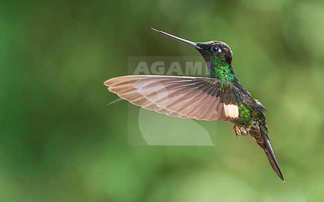 Buff-winged Starfrontlet (Coeligena lutetiae) stock-image by Agami/Lennart Verheuvel,
