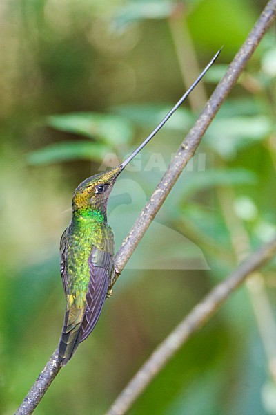 Zwaardkolibrie zittend op takje; Sword-billed Hummingbird perched on a branch stock-image by Agami/Marc Guyt,