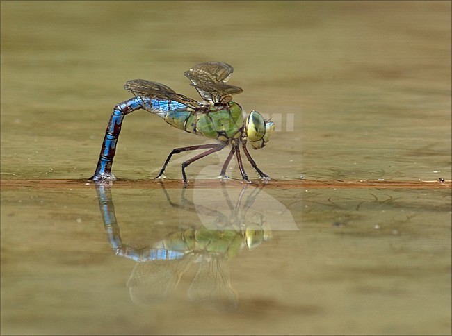 Blue Emperor female laying eggs; Grote keizerlibel vrouw eileggend stock-image by Agami/Marc Guyt,