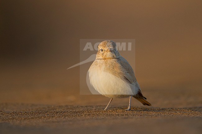 Bar-tailed Desert Lark (Ammomanes cincturus); Morocco, adult stock-image by Agami/Ralph Martin,