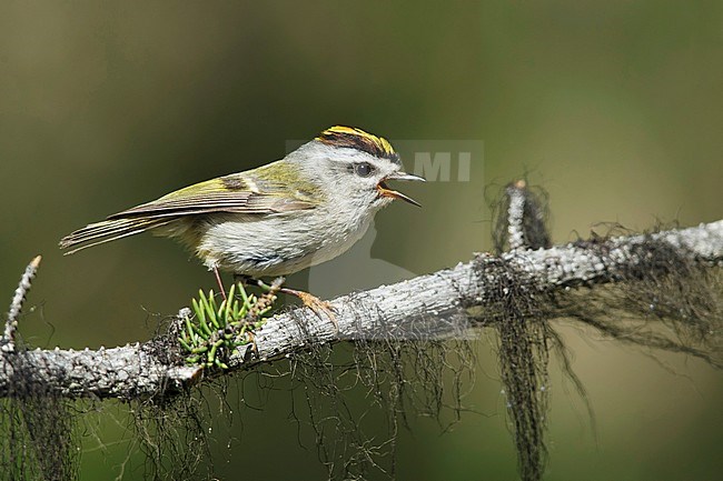 Adult male Golden-crowned Kinglet (Regulus satrapa) singing from a branch in Lac Le Jeune, British Columbia, Canada, during late spring. stock-image by Agami/Brian E Small,