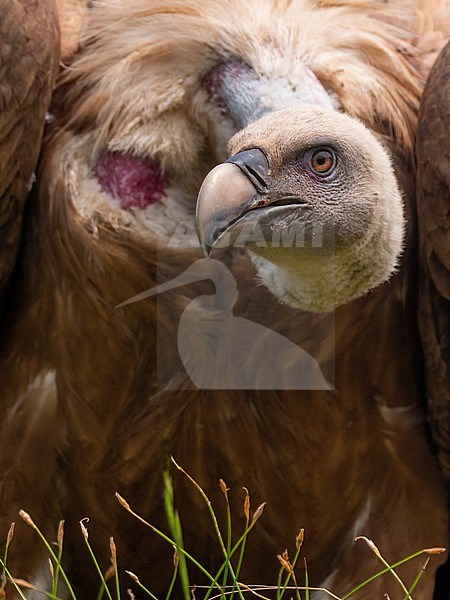 Griffon Vulture, Gyps fulvus. Griffon Vulture in portrait. stock-image by Agami/Hans Germeraad,