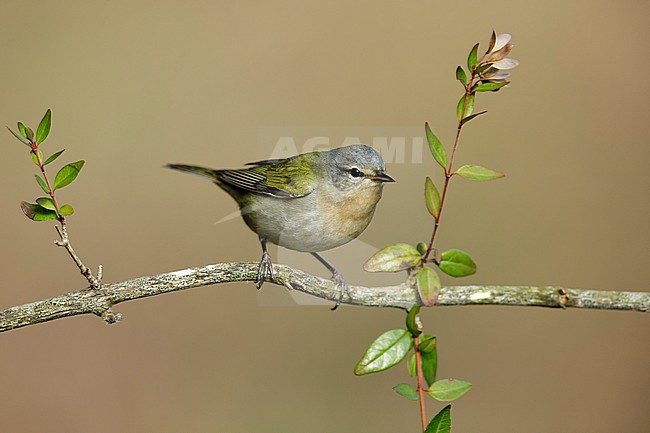 Adult male Tennessee Warbler (Leiothlypis peregrina) perched on a twig in Galveston County, Texas, USA. stock-image by Agami/Brian E Small,