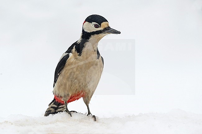 Great Spotted Woodpecker, Grote Bonte Specht stock-image by Agami/Alain Ghignone,