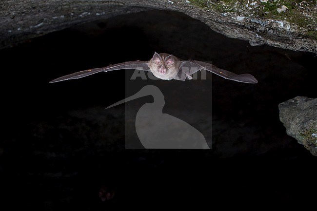 Blasius Horsehoebat leaving cave in Bulgaria. stock-image by Agami/Theo Douma,