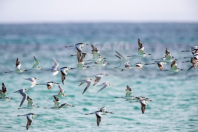 Crab Plovers (Dromas ardeola) on Nosy Ve island in Madagascar. In flight over the sea off the coast. stock-image by Agami/Marc Guyt,
