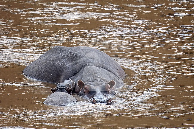 Hippopotamus, Hippopotamus amphibius, with calf stock-image by Agami/Hans Germeraad,
