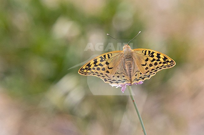 Cardinal (Argynnis pandora) perched on a flower, with a green background in Leucate, France. stock-image by Agami/Sylvain Reyt,