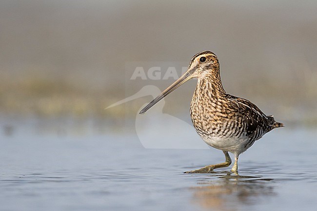 Common Snipe - Bekassine - Gallinago gallinago, Germany, adult stock-image by Agami/Ralph Martin,