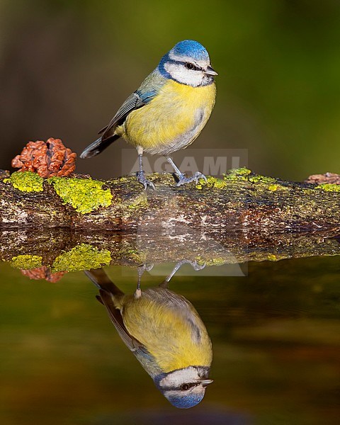Eurasian Blue Tit (Cyanistes caeruleus), adult reflecting itself in the water of a pool stock-image by Agami/Saverio Gatto,