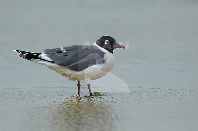 Adult Franklin's Gull (Leucophaeus pipixcan) in summer plumage resting on beach in Galveston County, Texas, in April 2016. stock-image by Agami/Brian E Small,