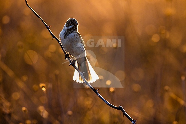 Common Reed Bunting (Emberiza schoeniclus) in Italy. stock-image by Agami/Daniele Occhiato,