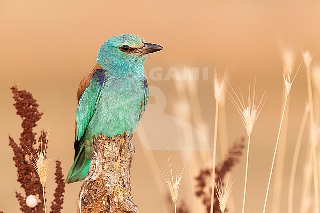 European Roller (Coracias garrulus), front view of an adult female perched on a dead trunk, Campania, Italy stock-image by Agami/Saverio Gatto,