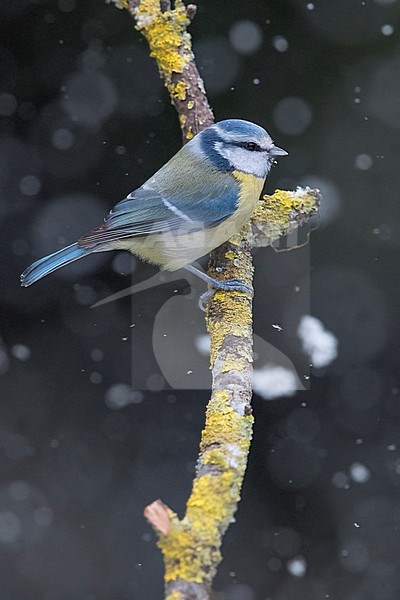 Eurasian Blue Tit (Cyanistes caeruleus), adult perched on a branch under a snowfall stock-image by Agami/Saverio Gatto,