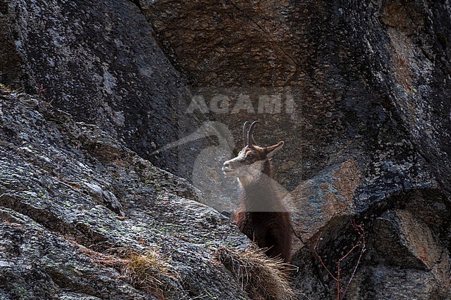 An alpine chamois, Rupicapra rupicapra, on a rock. Aosta, Val Savarenche, Gran Paradiso National Park, Italy. stock-image by Agami/Sergio Pitamitz,