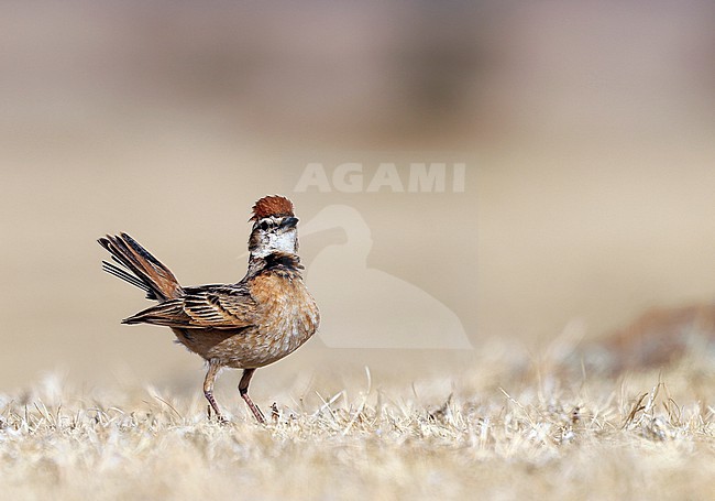 Blandford's Lark (Calandrella blandfordi erlangeri) on the short dry grass of Ethiopîan Plateau in a pose of courtship. This subspecies is also called Erlanger's lark. stock-image by Agami/Thierry Quelennec,