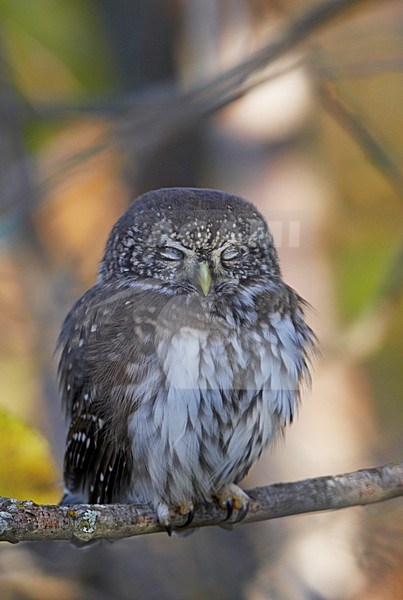 Dwerguil zitend op een atk; Eurasian Pygmy Owl perched on a branch stock-image by Agami/Markus Varesvuo,
