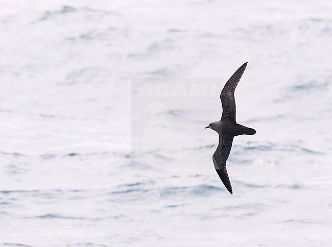 Magenta Petrel (Pterodroma magentae) flying at sea towards Chatham Islands, New Zealand. One of the few images taken at sea. stock-image by Agami/Marc Guyt,