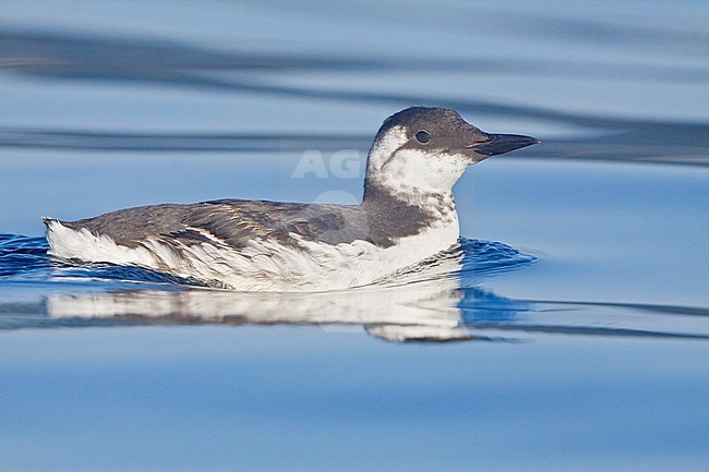 Common Murre (Uria aalge) swimming on the ocean near Victoria, BC, Canada. stock-image by Agami/Glenn Bartley,