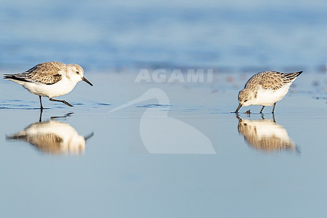  stock-image by Agami/Menno van Duijn,