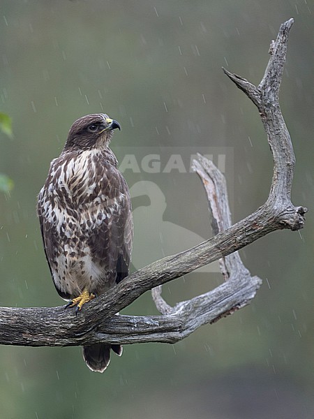 Buizerd; Common Buzzard; Buteo Buteo stock-image by Agami/Han Bouwmeester,