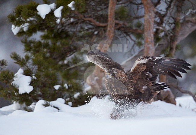 Steenarend jagend in de sneeuw; Golden Eagle hunting in the snow stock-image by Agami/Markus Varesvuo,