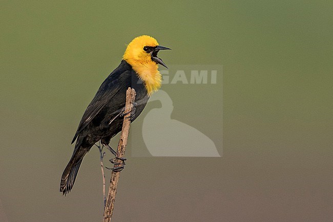 A male Yellow-hooded Blackbird (Chrysomus icterocephalus icterocephalus) at Mocagua, Amazonas, Colombia. stock-image by Agami/Tom Friedel,