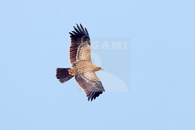 Whalberg's Eagle (Hieraaetus wahlbergi) in fresh juvenile plumage soaring close to a cliff at Cap Blanc (Nouadhibou) inside the Western Palearctic region stock-image by Agami/David Monticelli,