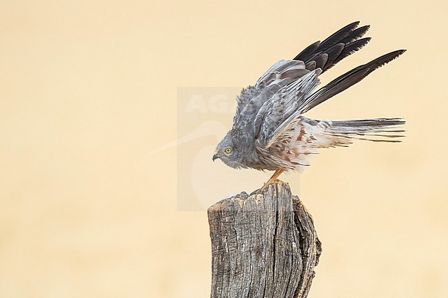Male Montagu's Harrier (Circus pygargus) perched on a pole in Spain stock-image by Agami/Alain Ghignone,