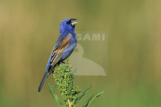 Adult male
Kern Co., CA
May 2005 stock-image by Agami/Brian E Small,