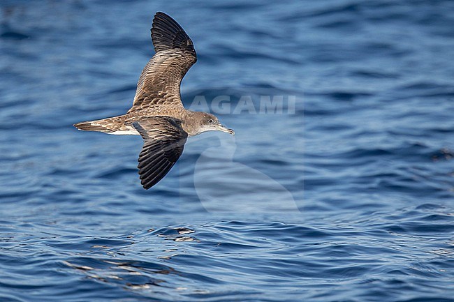 Cape Verde shearwater (Calonectris edwardsii), flying over the sea, with the sea as background, in Cape Verde. stock-image by Agami/Sylvain Reyt,