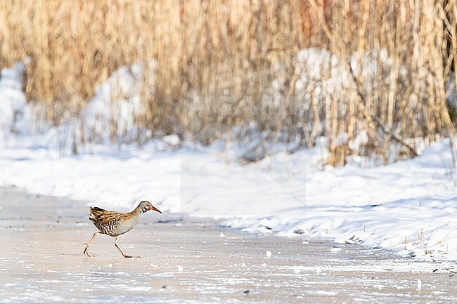 Water Rail (Rallus aquaticus) crossing the ice during a very cold period in winter in the Netherlands. stock-image by Agami/Arnold Meijer,