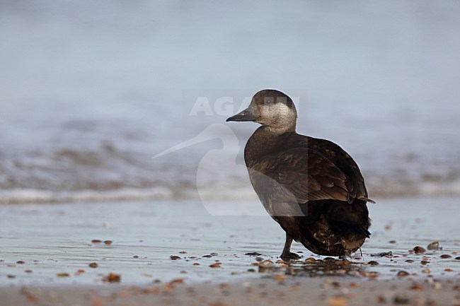 Zwarte ZeeÃ«end op het strand; Common Scoter on the beach stock-image by Agami/Chris van Rijswijk,