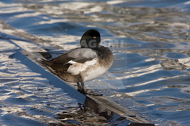 Onvolwassen mannetje Topper zwemmend rustend; Immature male Greater Scaup resting stock-image by Agami/Marc Guyt,