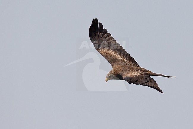 adult yellow-billed kite (Milvus aegyptius parasiticus) in flight, found Kisoro in Uganda stock-image by Agami/Mathias Putze,