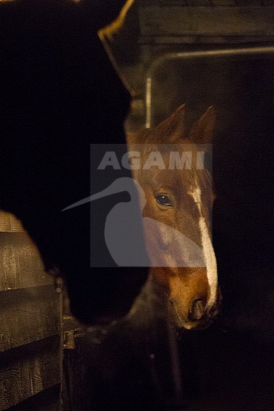 Domestic horse in  a Dutch stable during the night. stock-image by Agami/Menno van Duijn,