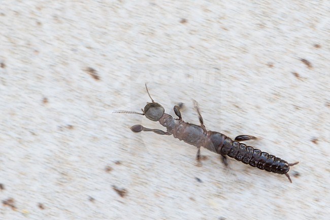 Embioptera - Footspinners - Tarsenspinner, France (Corsica) stock-image by Agami/Ralph Martin,