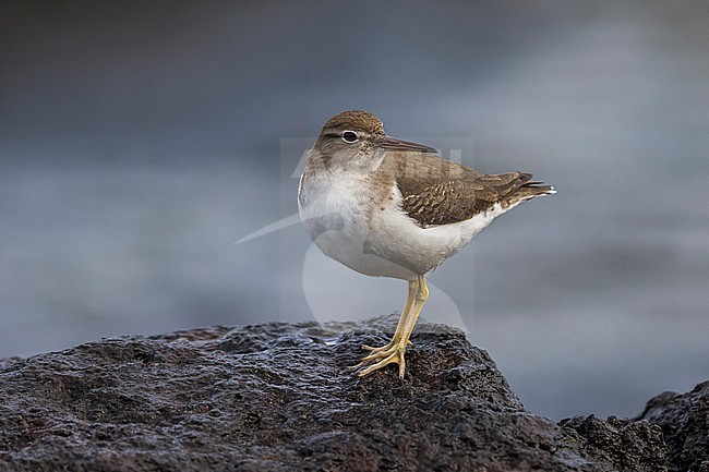 Amerikaanse Oeverloper, Spotted Sandpiper, Actitis macularius stock-image by Agami/Daniele Occhiato,