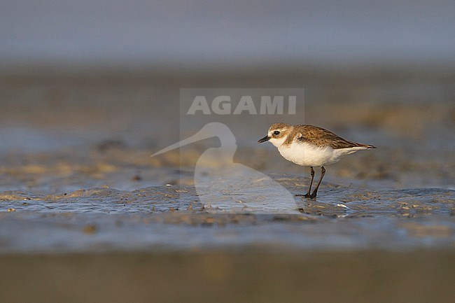 Lesser Sand Plover - Mongolenregenpfeifer - Charadrius mongolus, Oman, nonbreeding stock-image by Agami/Ralph Martin,