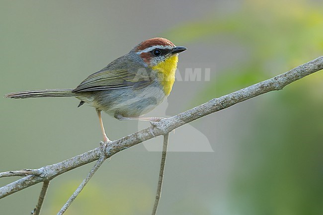 Rufous-capped Warbler (Basileuterus rufifrons) in mexico stock-image by Agami/Dubi Shapiro,